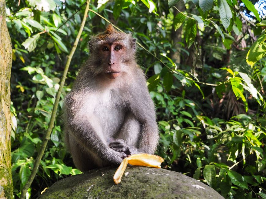 14-Poznávací zájezd-Malajsie, Singapur-Malajsie-Kuala Lumpur-opice u Batu Caves