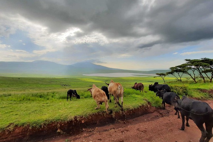 Tanzánie-Zanzibar-poznávací-zájezd-cesta-mezi-Serengeti-a-Ngorongoro