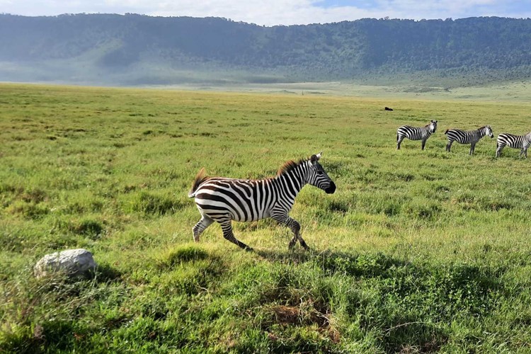 Tanzánie-Zanzibar-poznávací-zájezd-Ngorongoro