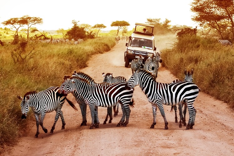 Tanzánie-Zanzibar-poznávací-zájezd-Safari