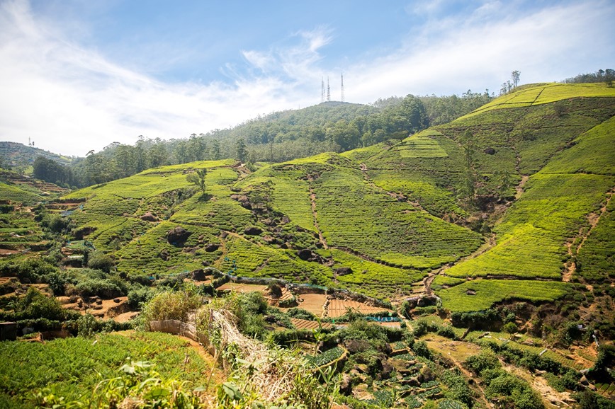 Sri Lanka-fakultativní výlet-čajová plantáž