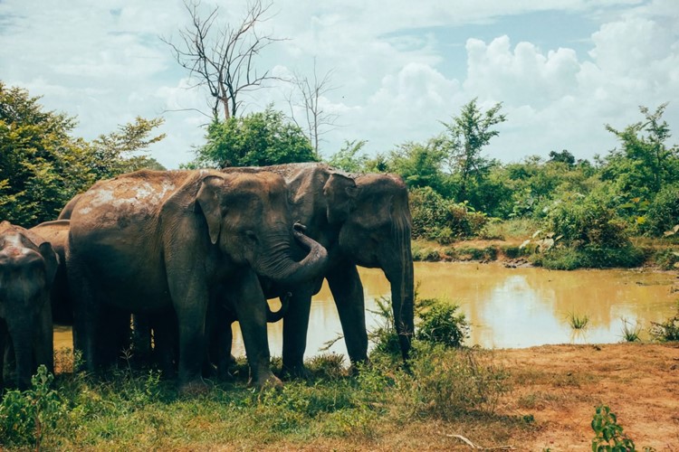 Sri Lanka-fakultativní výlet-Národní park Udawalawe